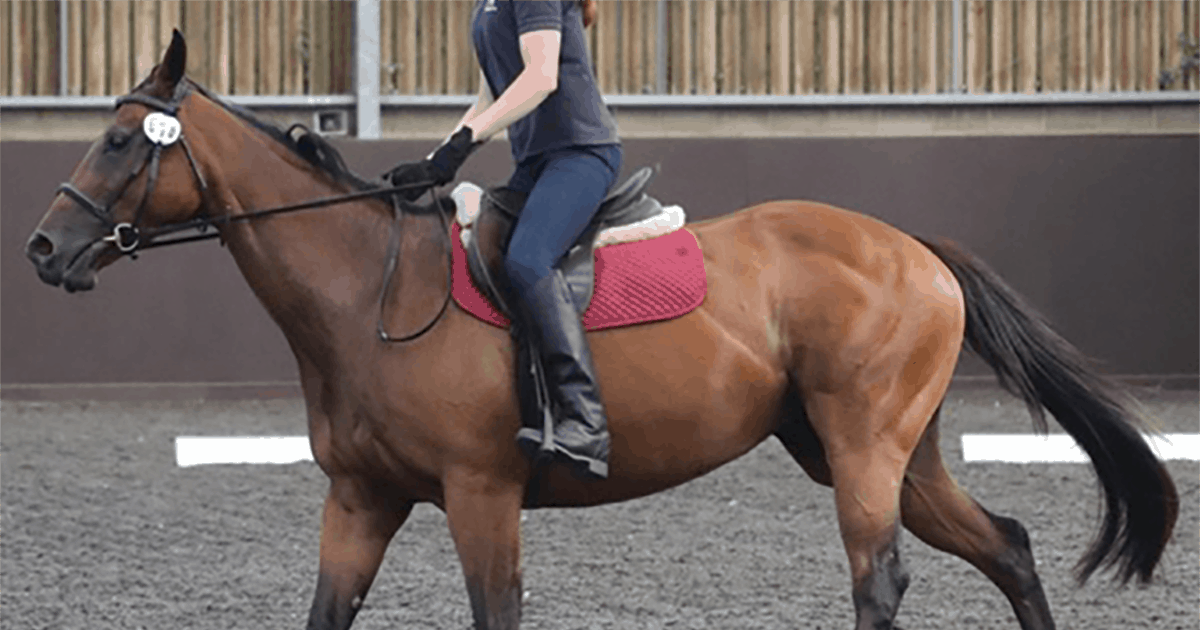 Ridden-horse ethogram helps identify pain