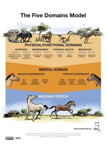 Horse Welfare, the Five Domains Model