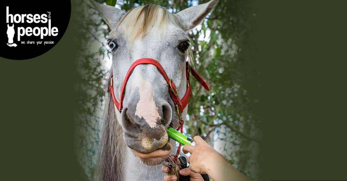 Grey horse with red halter being wormed with tube of worm paste. Horse worming guide