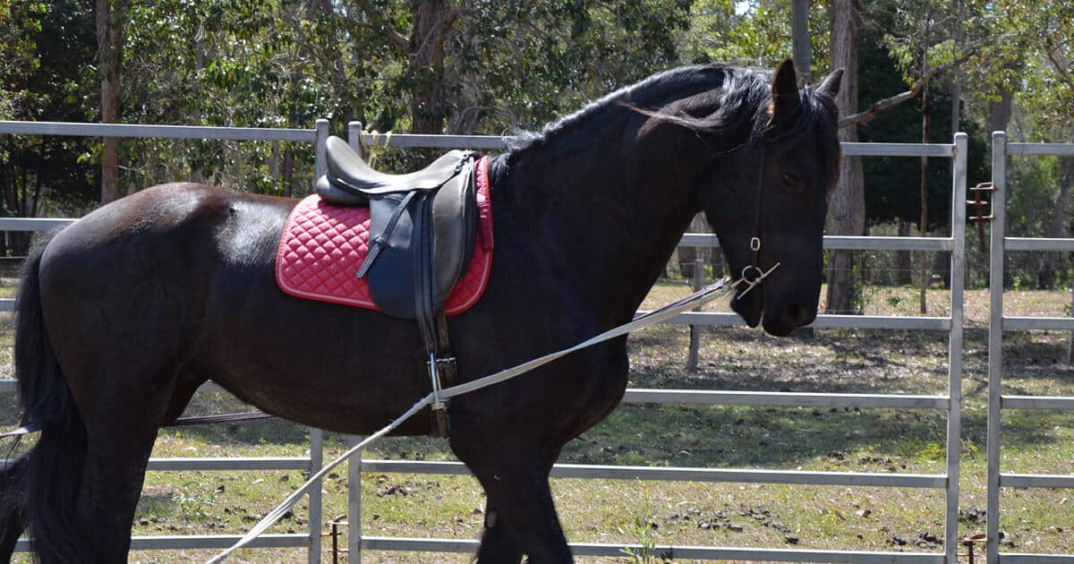Horse Training Course: Part 7 Long-Reining Part 1