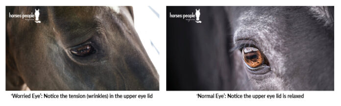Recognise the Subtle Signs of Pain in Horses - Horses and People
