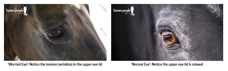 A horse showing a worried eye - a sign of pain - on the left, and a horse showing a normal eye on the right. 
