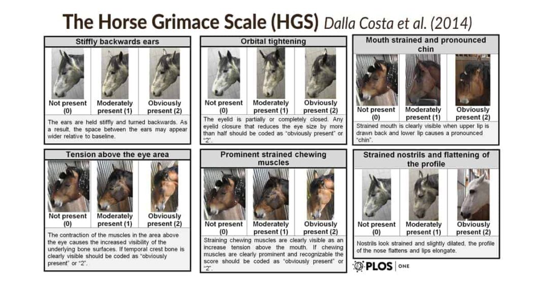 The Horse Grimace Scale Helps Recognise Pain | Horses and ...