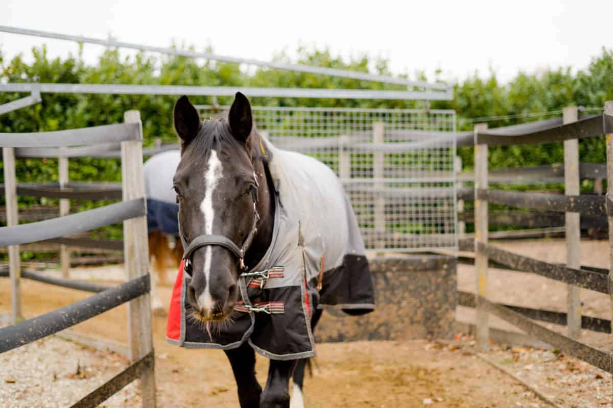 Could your horse walker be causing your horse unnecessary stress?
