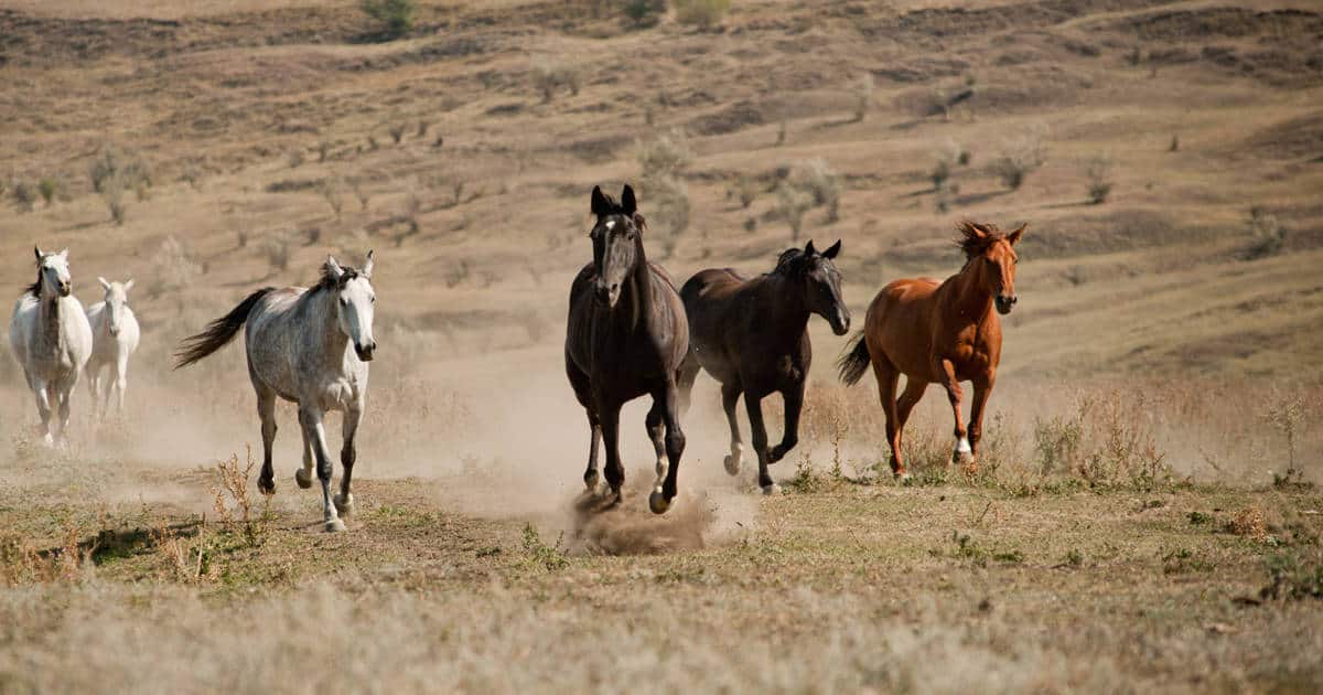 Managing and Feeding Horses During Drought
