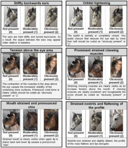 Horse Grimace Pain Scale