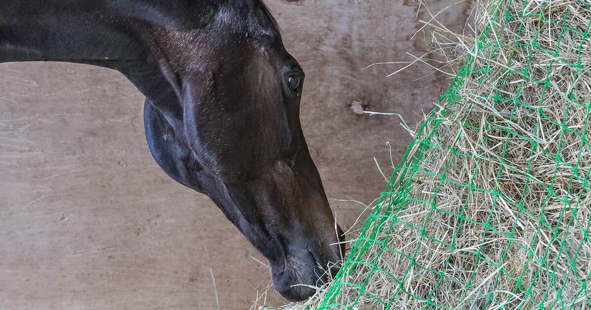 Taking the Guesswork Out of Choosing Hay: Part 4 Choosing the right hay for your horse