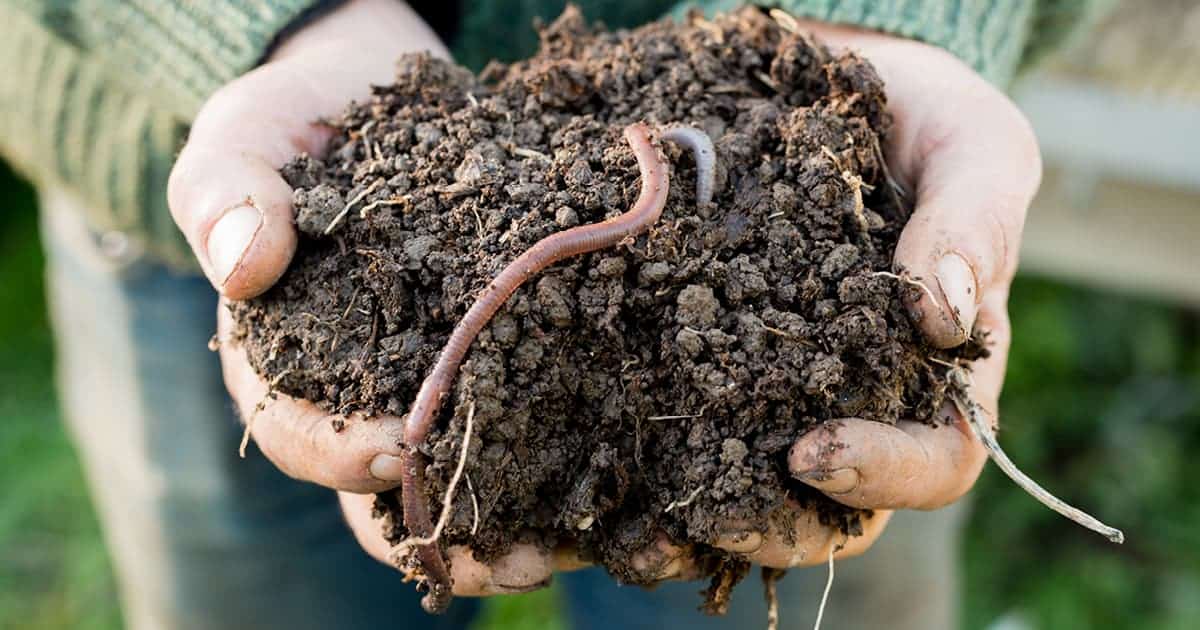 All About Soil. Part 2, The soil food web