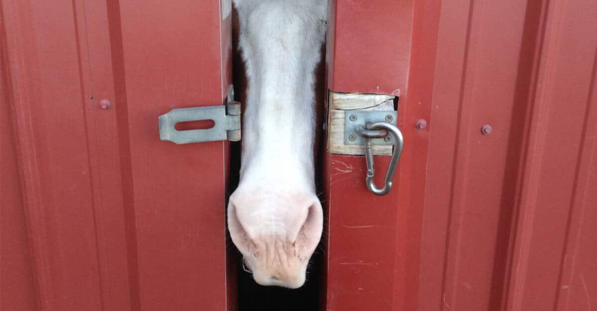 The Great Escape… Clever horse yes… But can you keep him in?