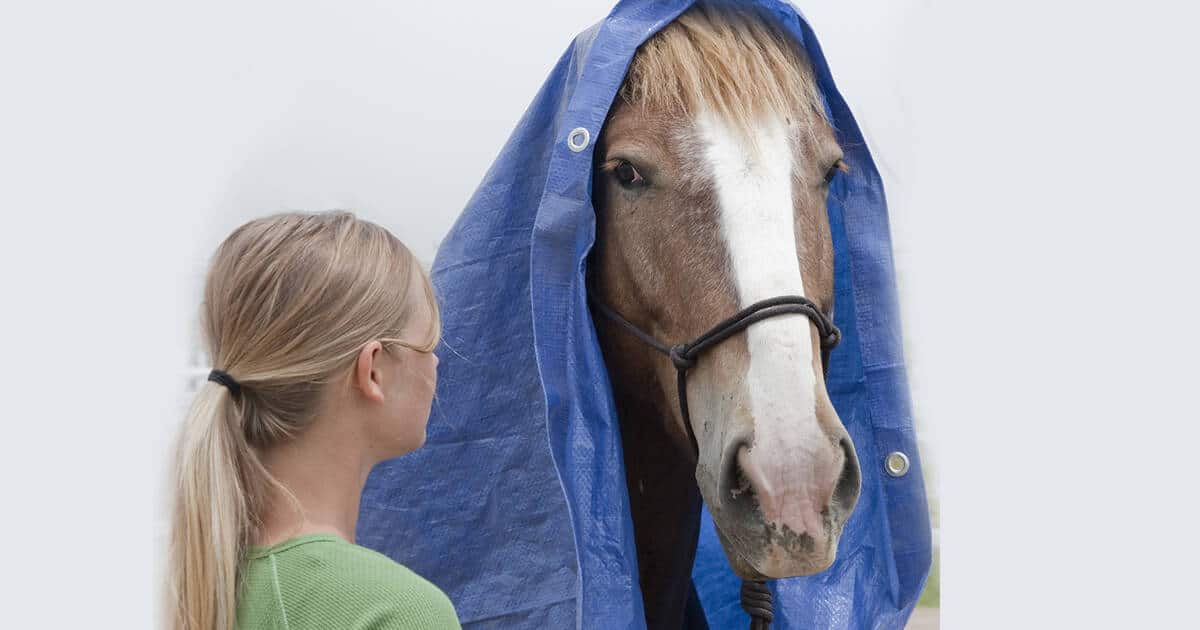 6 Ethical Ways to De-spook Your Horse