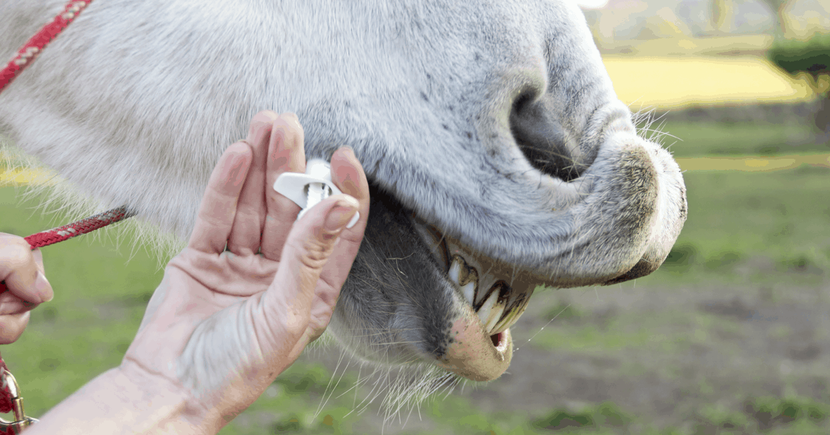 Strategic and Sustainable Control of Equine Intestinal Worms