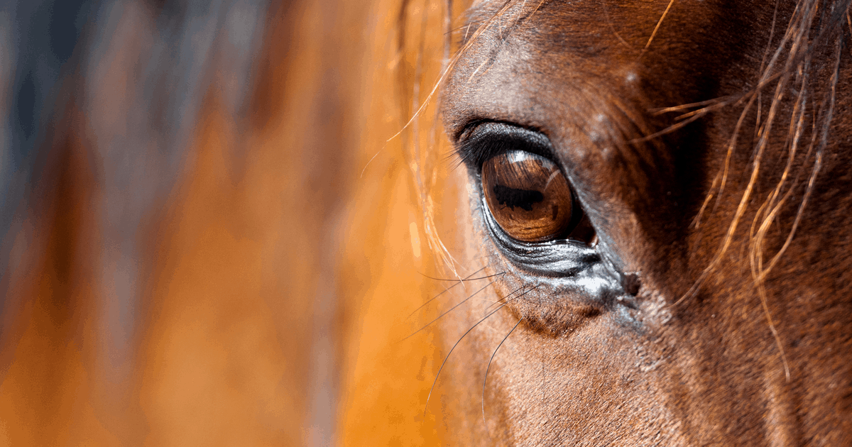 Owners commonly fail to recognise signs of stress in horses