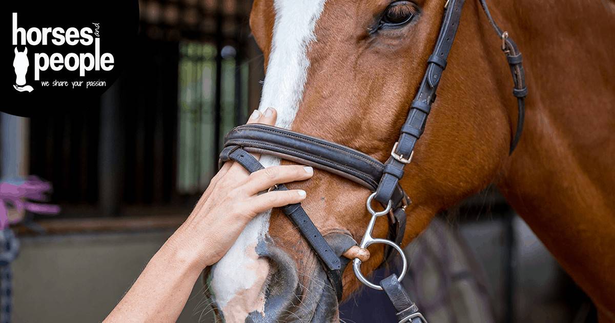Vets Support Responsible Noseband Use