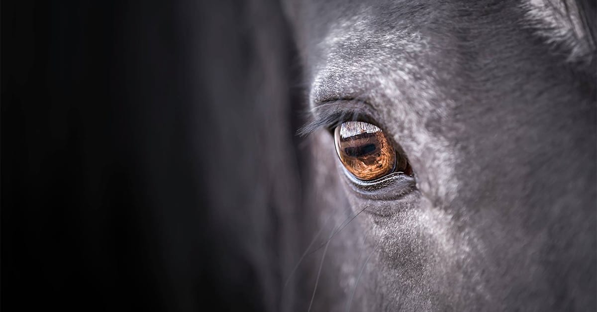 Stress Can Be Seen in The Horse’s Eyelid Blinks and Twitches
