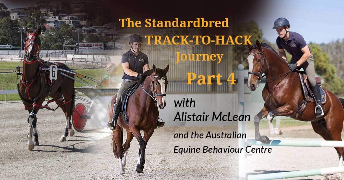 The Standardbred’s Track-to-Hack Journey Part 4: Moving on Under Saddle