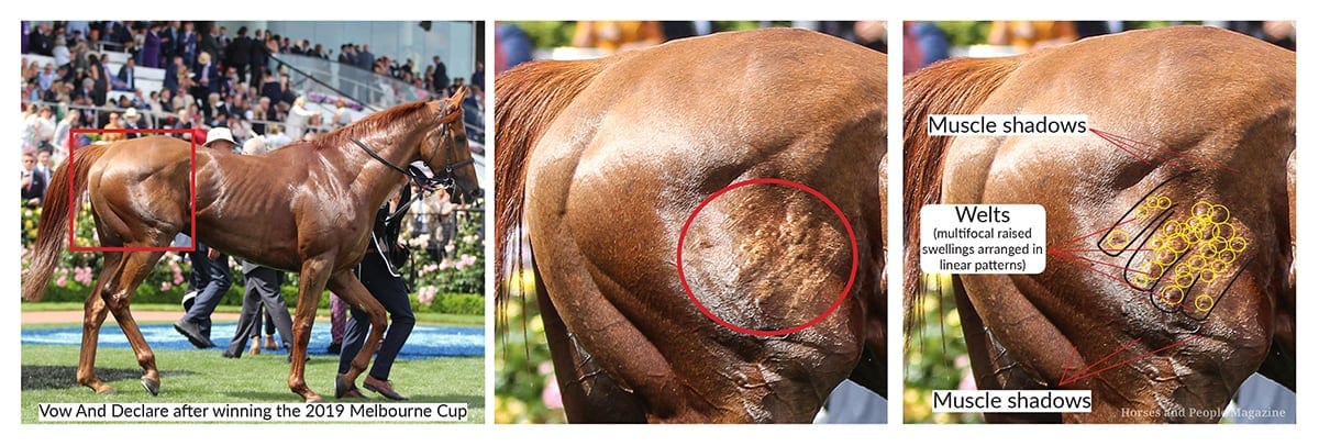 Whip welts on Melbourne Cup winnerVow And Declare show as multifocal raised lesions arranged in linear patterns