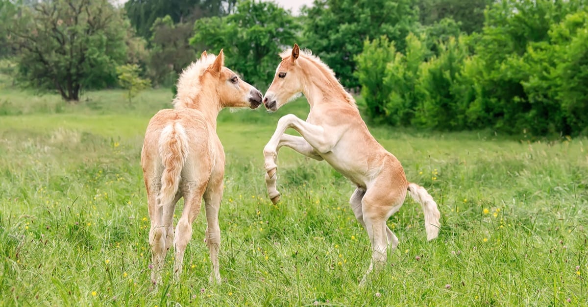Early Playtime Builds a Foal’s Bones – For Life