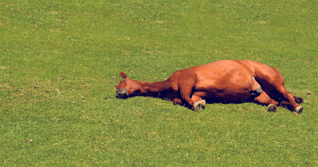 A bay horse lying down in a field, in lateral recumbency. How do horses sleep?