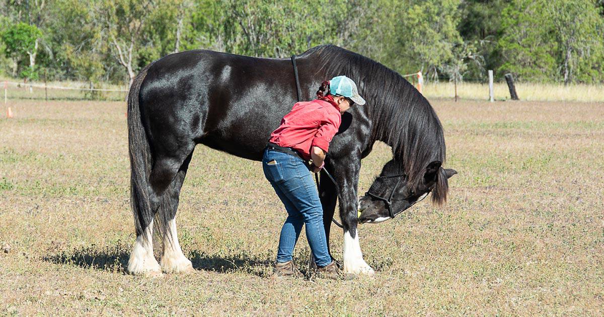 Targeting Your Horse’s Core Strength: Exercises