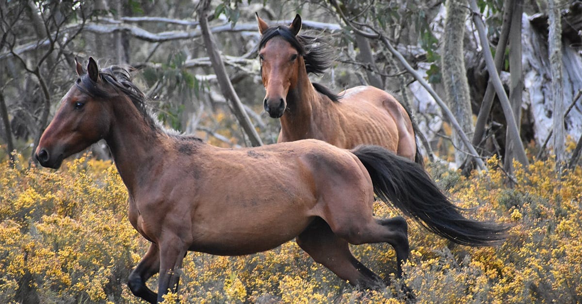First Evidence-based Protocol for Wild Horse Welfare Assessment