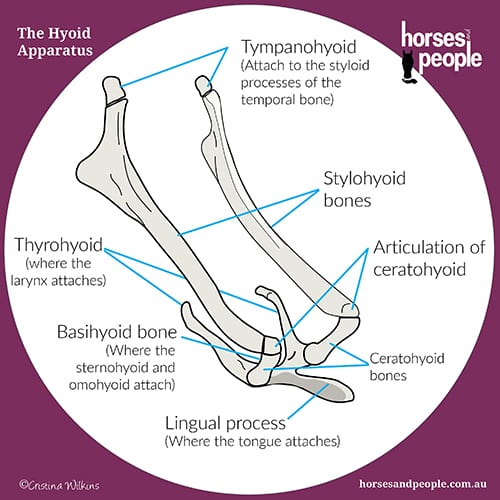 The bones that make up the equine hyoid apparatus