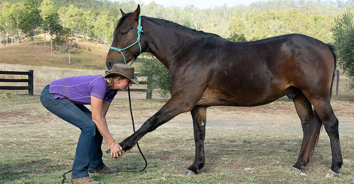 3 Beneficial Stretches and Core Strengthening For Your Horse