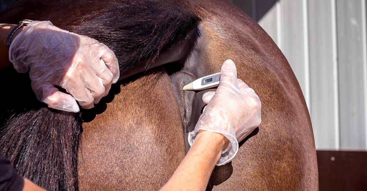 Taking your horse's vital signs
