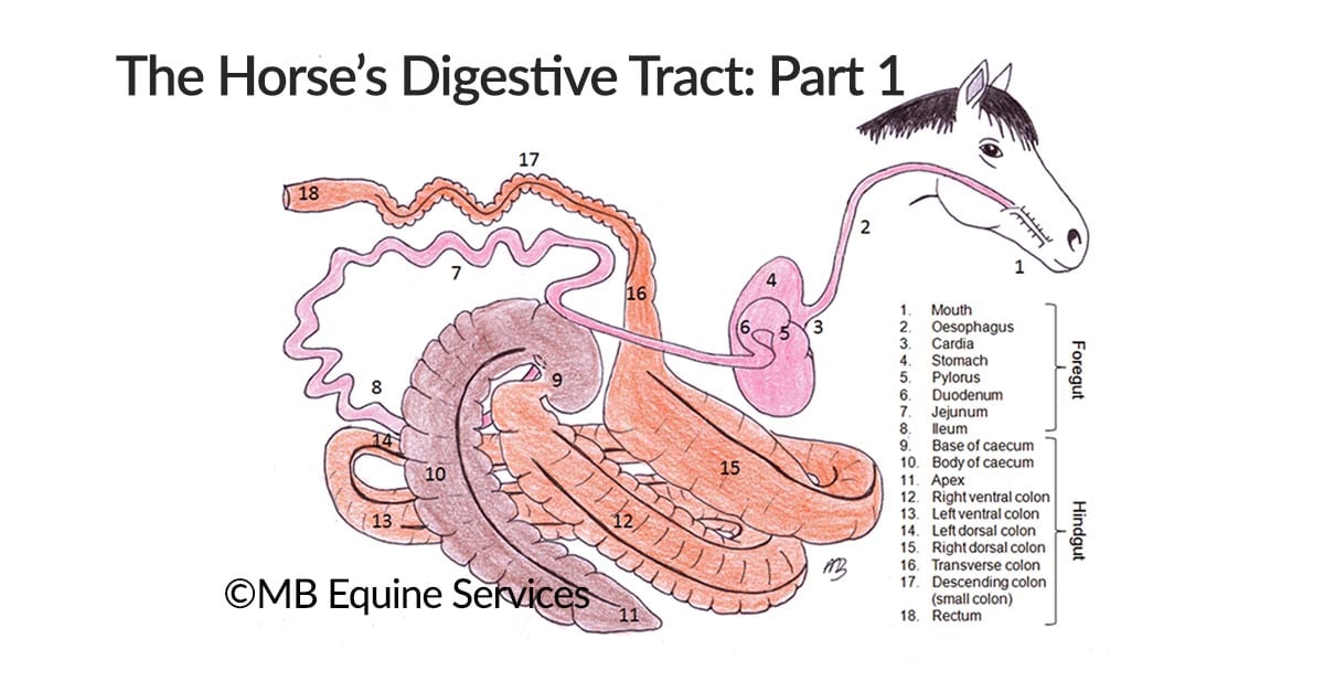 Anatomy of the Horse’s Digestive Tract, Part 1: From Mouth to Stomach
