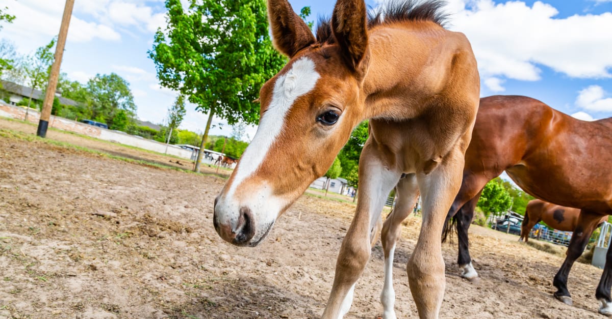 Identifying ‘fearfulness’ in foals could improve horse sports’ safety, say researchers