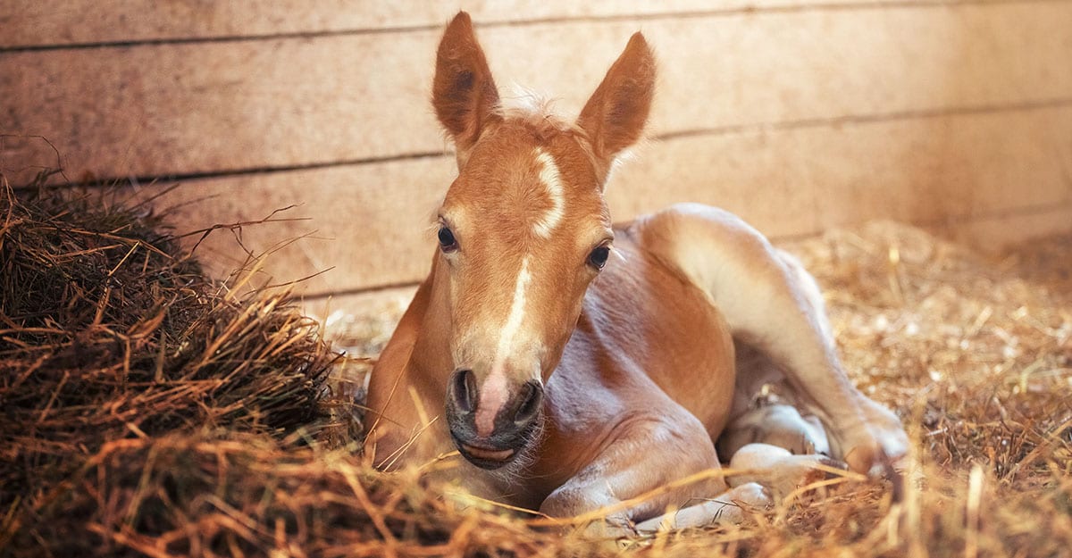 Researchers say foals need their own pain ethogram