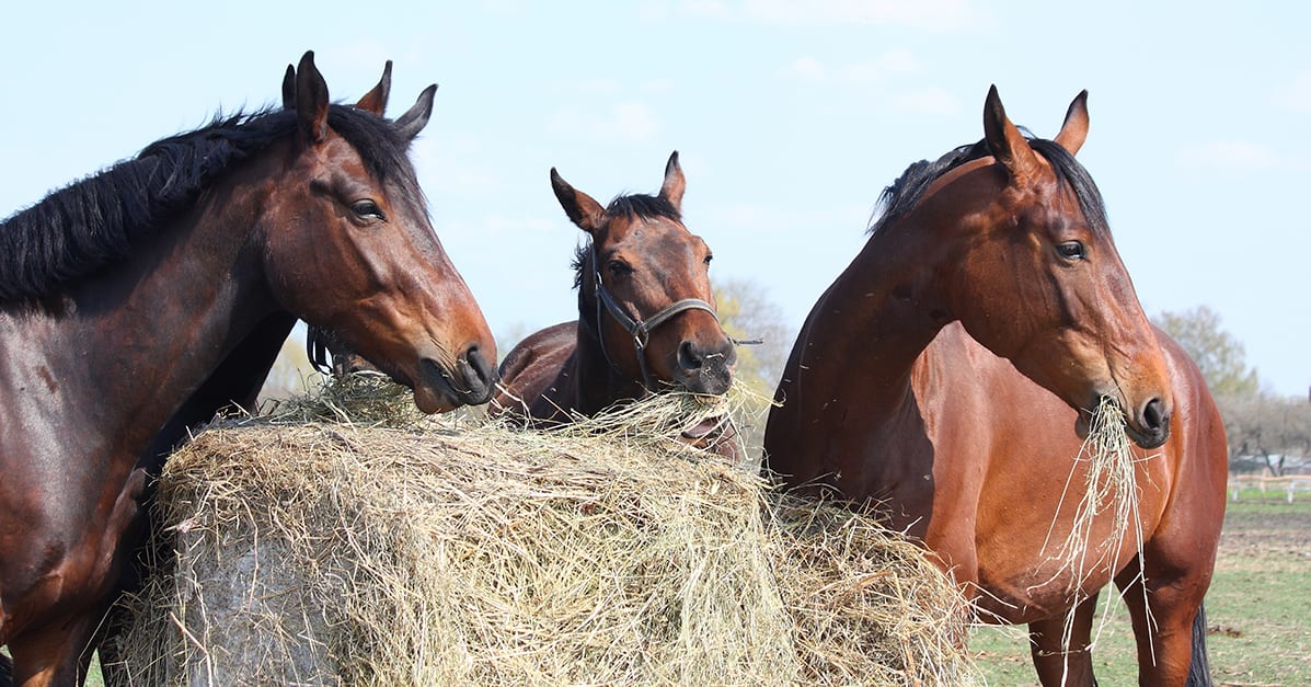 Forage, the Key to Horse Health