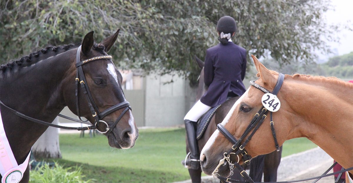 Anxiety Levels High in Eventers Post-lockdown, Say Researchers