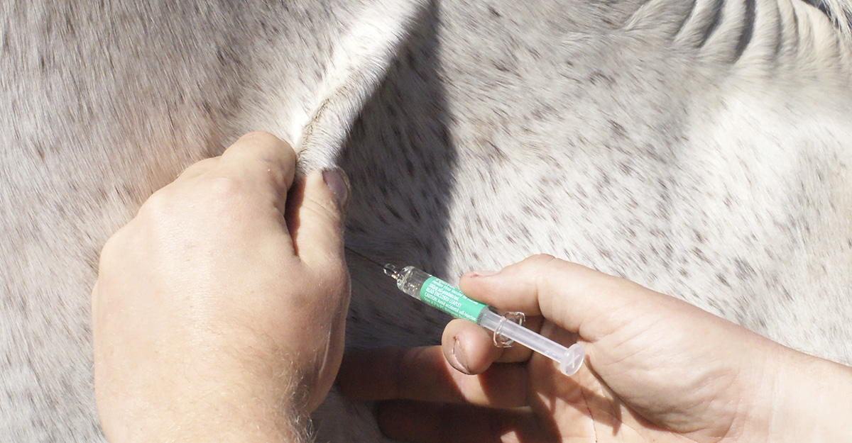 A veterinarian administers a vaccine to a horse