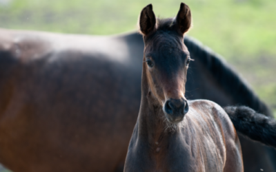 The ethics of genetically modifying horses