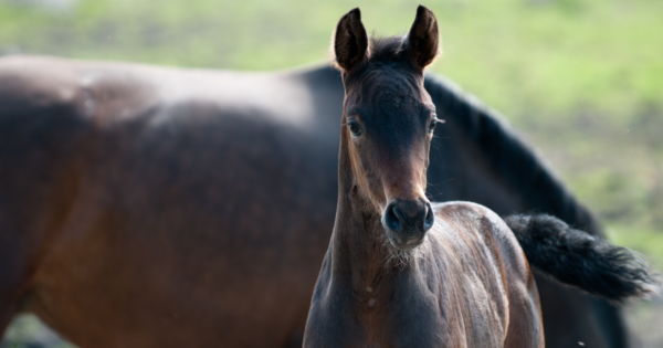 The ethics of genetically modifying horses