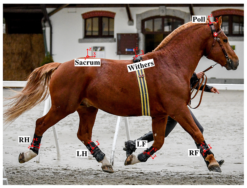 Locations and orientation of inertial measurement units (IMUs) on the horse's body. RF: right front limb, LF: left front limb, RH: right hindlimb, LH: left hindlimb. Photographed by Christelle Althaus.