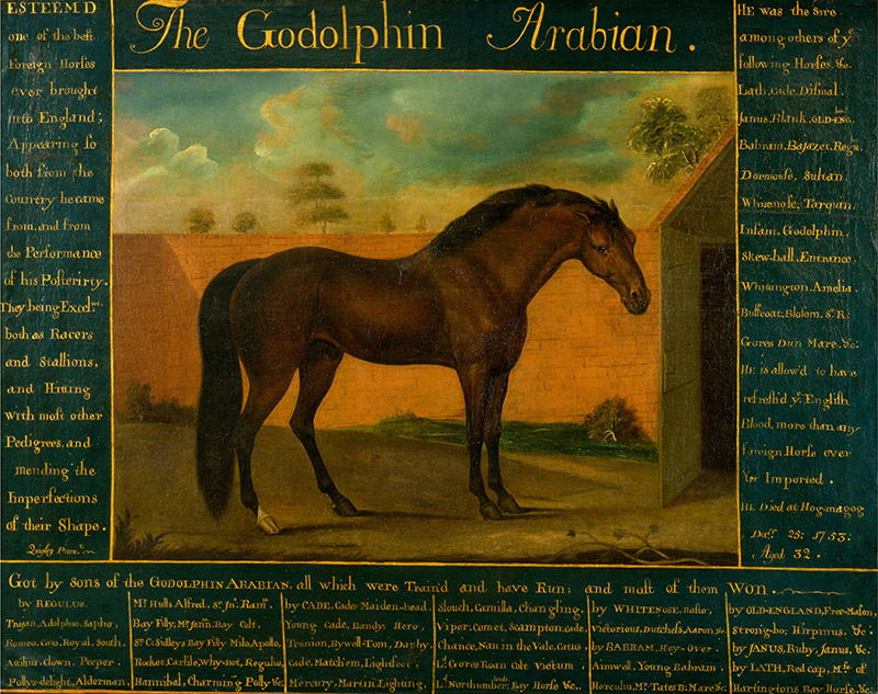 The Godolphin Arabian