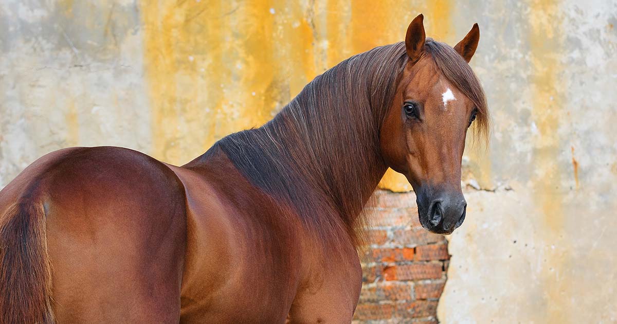 Study Reveals High Starch Diet can Affect PPID Diagnosis