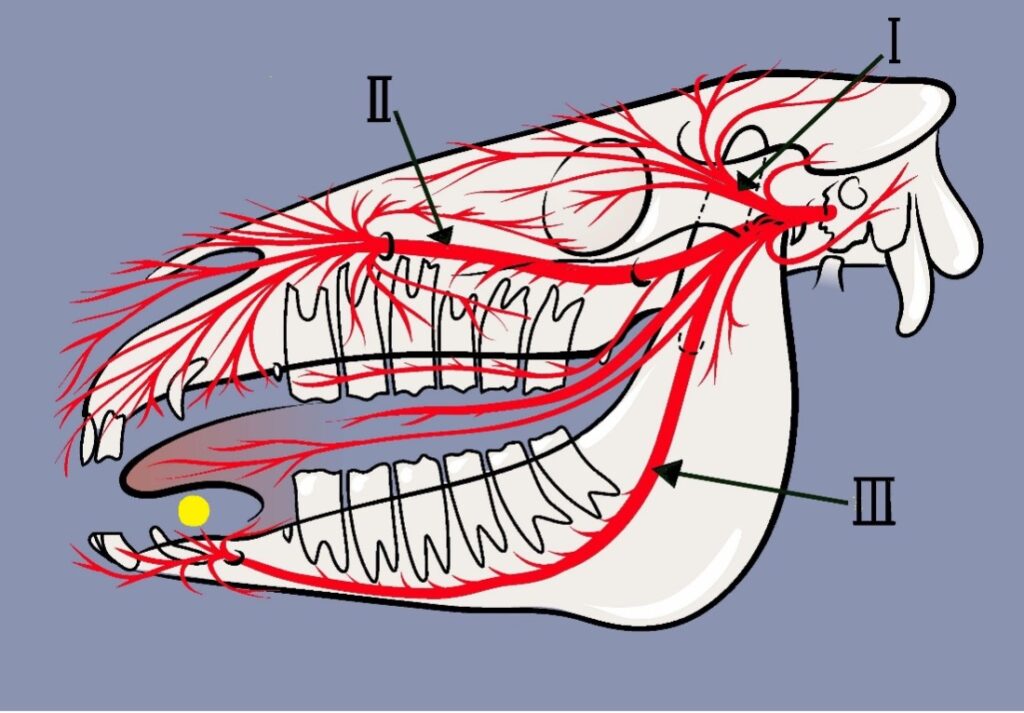 The three branches of the Trigeminal nerve in the horse.