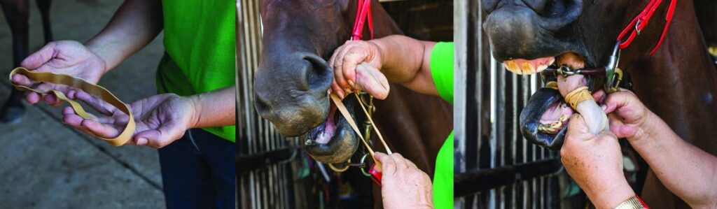 A rubber band... applied to the horse's tongue... wound twice around the tongue.