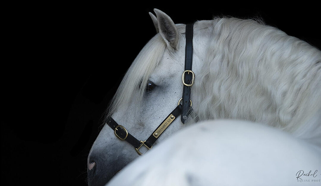A Lasting Legacy: The Grace and Grandeur of Senior Horses Through Artful Photography