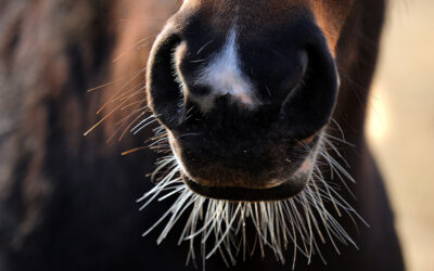 Only 30% of show horse owners surveyed in Australia agreed with whisker trimming ban, new study reveals