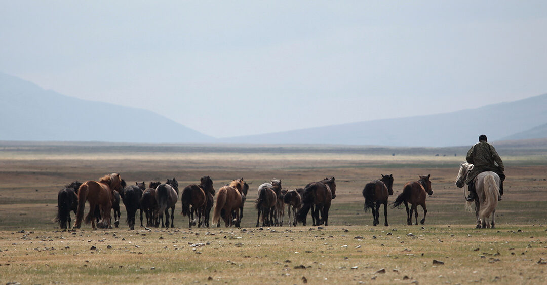 Domesticating horses had a huge impact on human society − new science rewrites where and when it first happened