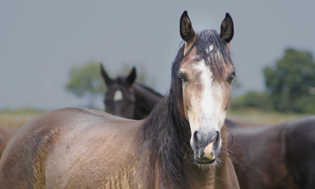 How to Protect Your Horse’s Back