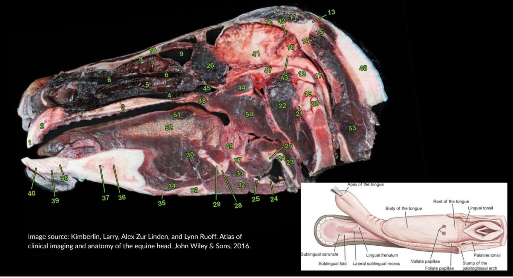 A section of the equine head and illustration of the parts of the equine tongue.