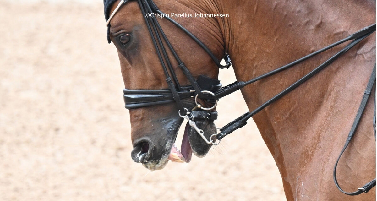 Think Blue Tongues may be Harmless in Elite Sport Horses? Think Again.