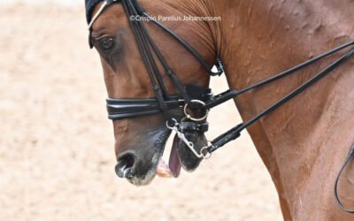 Think Blue Tongues may be Harmless in Elite Sport Horses? Think Again.