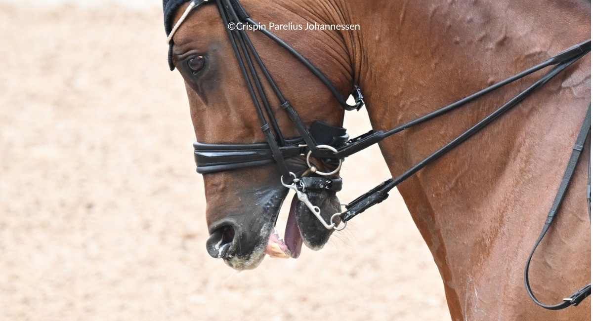 Close up of an elite dressage horse's head, showing a blue tongue and facial expressions of pain