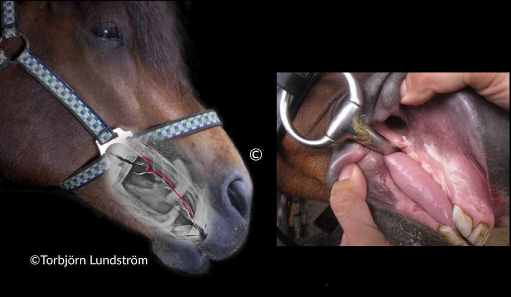 A composite image showing the anatomy of the equine oral cavity, and a photo of a horse wearing a bit.