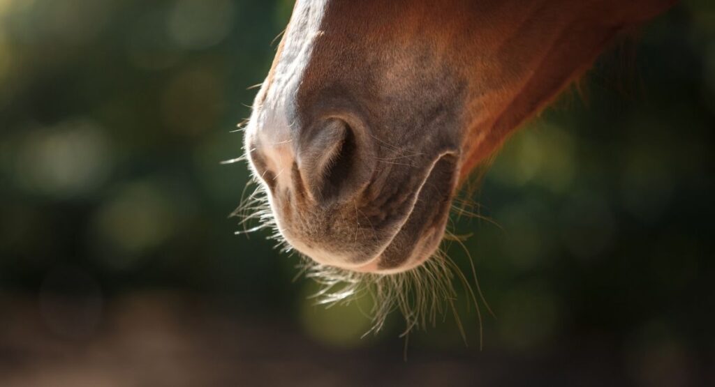 The horse’s whiskered muzzle and mouth 